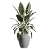 AV Indoor Plants Set 615 Yucca Elephantipes Briful Pachira Ficus Elastica Olive - Thumbnail 1