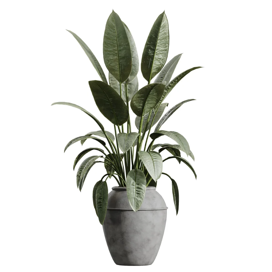 AV Indoor Plants Set 615 Yucca Elephantipes Briful Pachira Ficus Elastica Olive Image 1