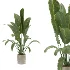 Strelitzia Nicolai- Bird of Paradise-set-024 - Thumbnail 3