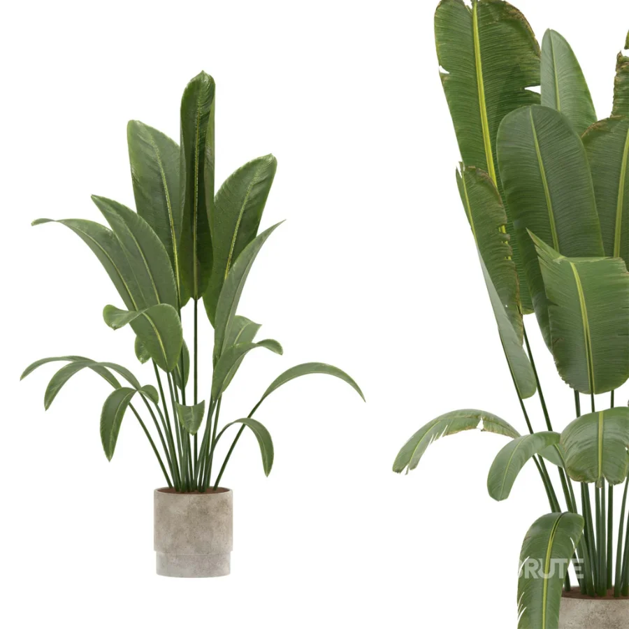 Strelitzia Nicolai- Bird of Paradise-set-024 Image 3