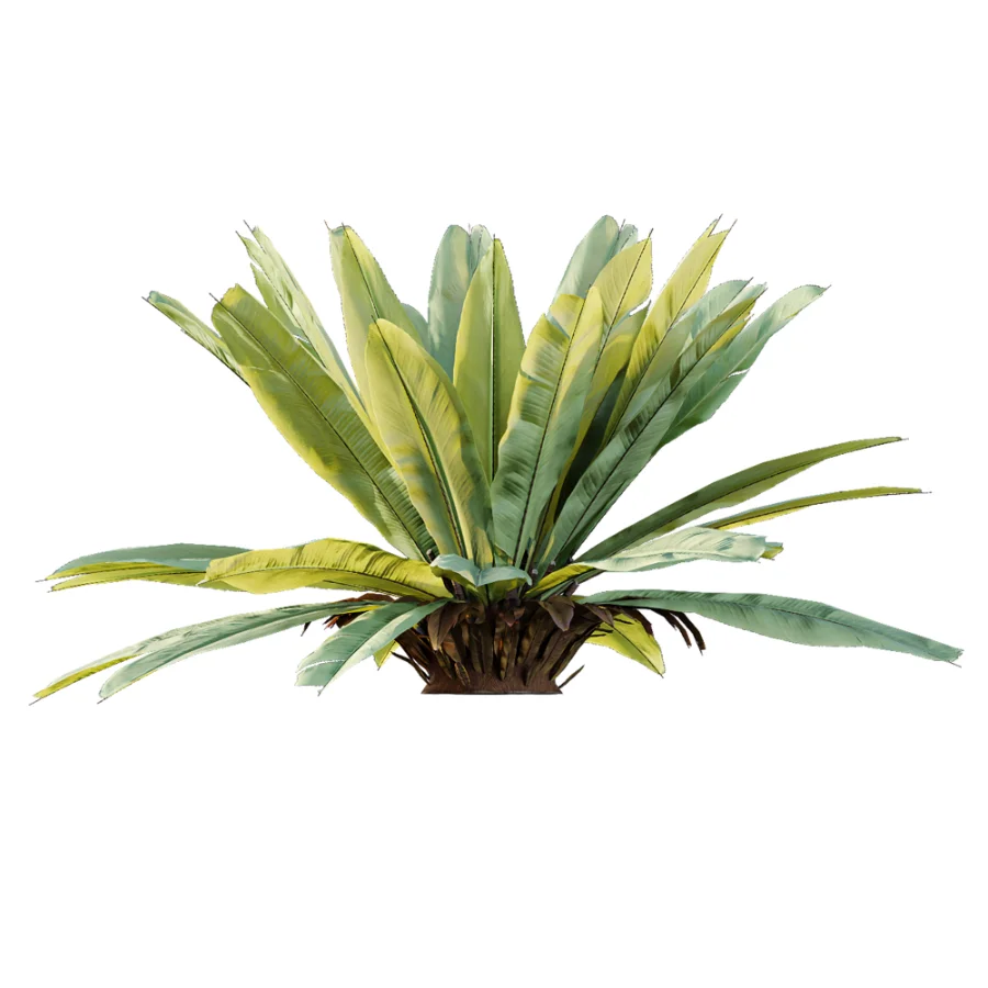 AV Plant Neottopteris Nidus 6 Palm Bush 01 Image 5