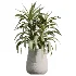 AV Indoor Plants Set 527 Olive Lemon Dragon Ficus Dracaena Marginata - Thumbnail 3