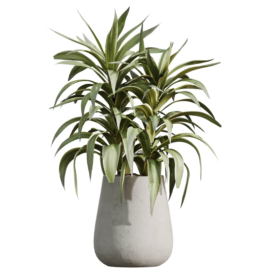AV Indoor Plants Set 527 Olive Lemon Dragon Ficus Dracaena Marginata Image 3