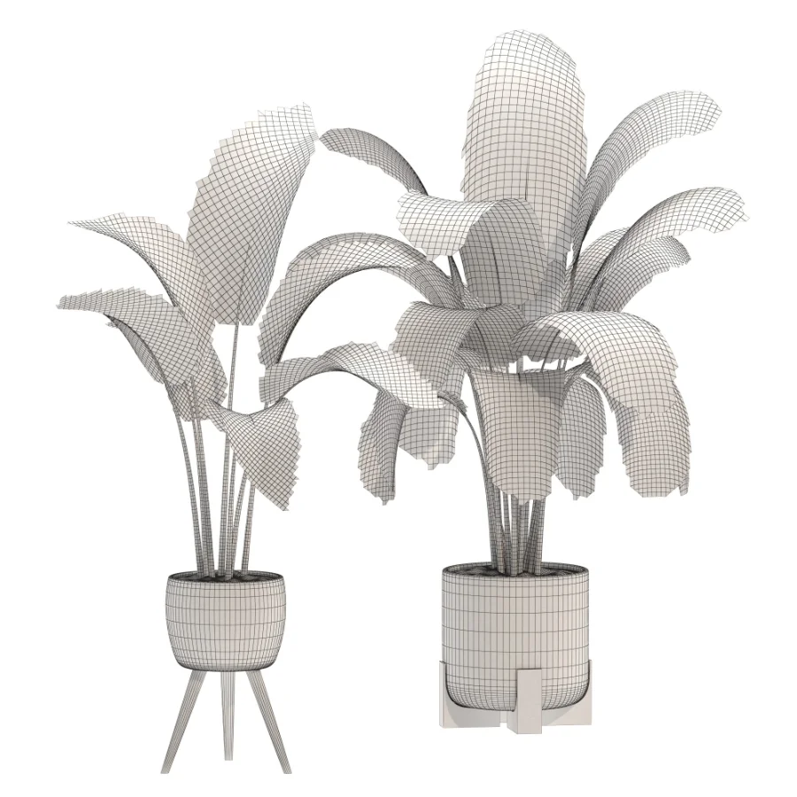 Plant-Collection-Set-Strelitzia-Nicolai-Bird-of-Paradise-Indoor-Plant Image 2