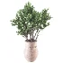Whisper Bloom Myrtle 060 - Thumbnail 2