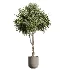 AV Indoor Plants Set 614 Olive Areca Palm Ficus microcarpa Cunjevoi Alocasia - Thumbnail 3