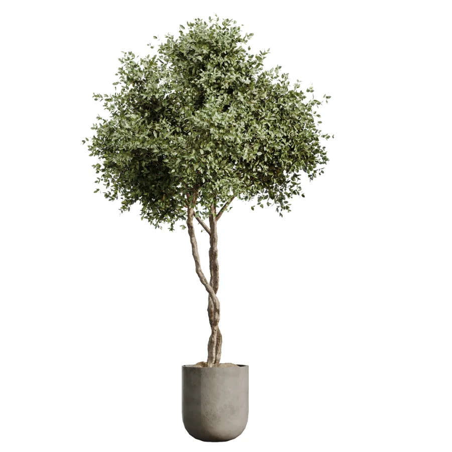 AV Indoor Plants Set 614 Olive Areca Palm Ficus microcarpa Cunjevoi Alocasia Image 3