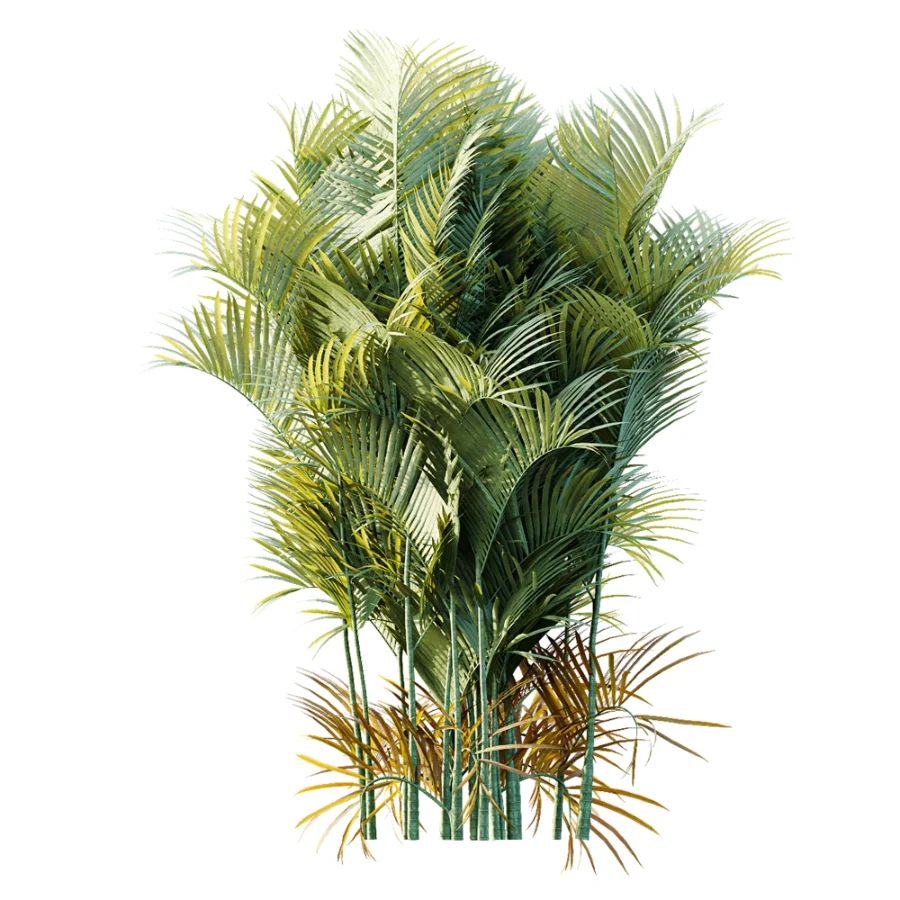AV Plant Chrysalidocarpus Lutescens Palm Bush 01 Image 4