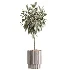 AV Indoor Plants Set 609 Ficus Cyathistipula Olive Palm Bird Of Paradise - Thumbnail 3