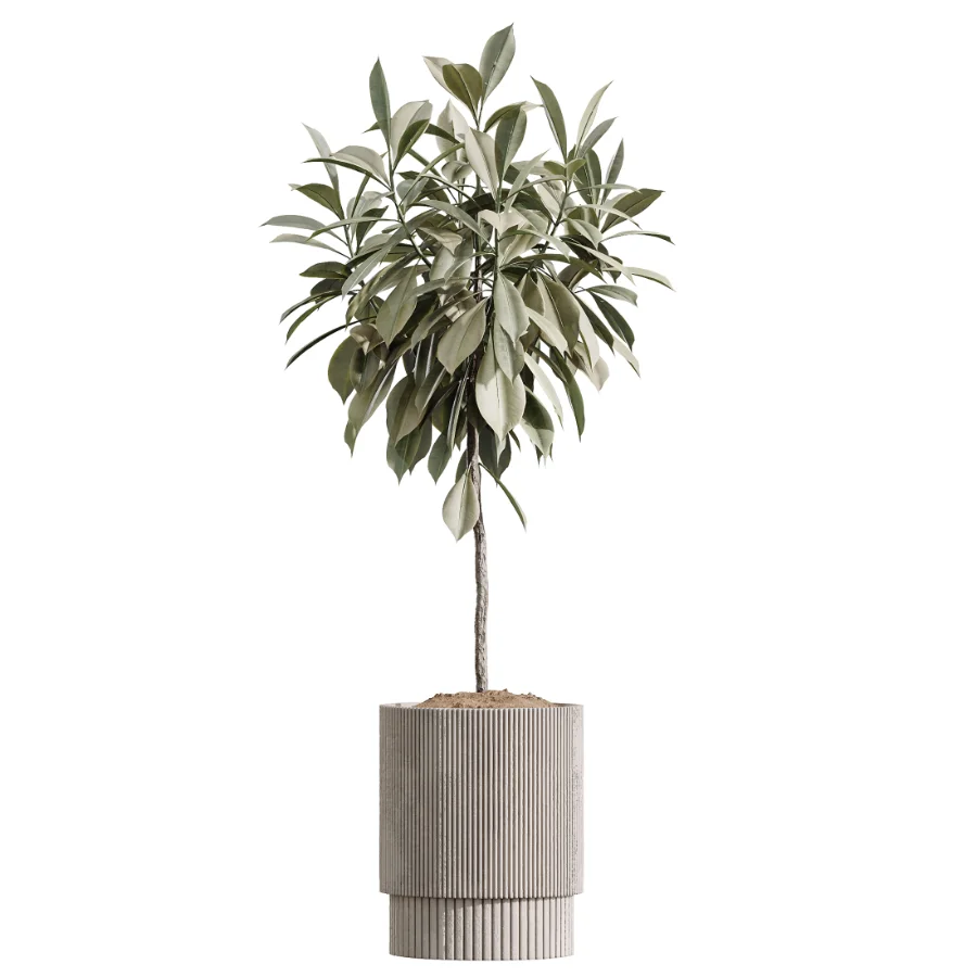 AV Indoor Plants Set 609 Ficus Cyathistipula Olive Palm Bird Of Paradise Image 3