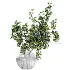 blueberry bouquet in vase - Thumbnail 3
