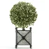Outdoor Plant 05 - Thumbnail 4