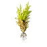 AV Plant Drynaria Roosii Palm Bush 02 - Thumbnail 4