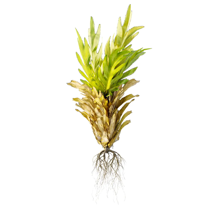 AV Plant Drynaria Roosii Palm Bush 02 Image 4