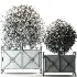 Outdoor Plant 03 – Decorative Planter Trees - Thumbnail 3