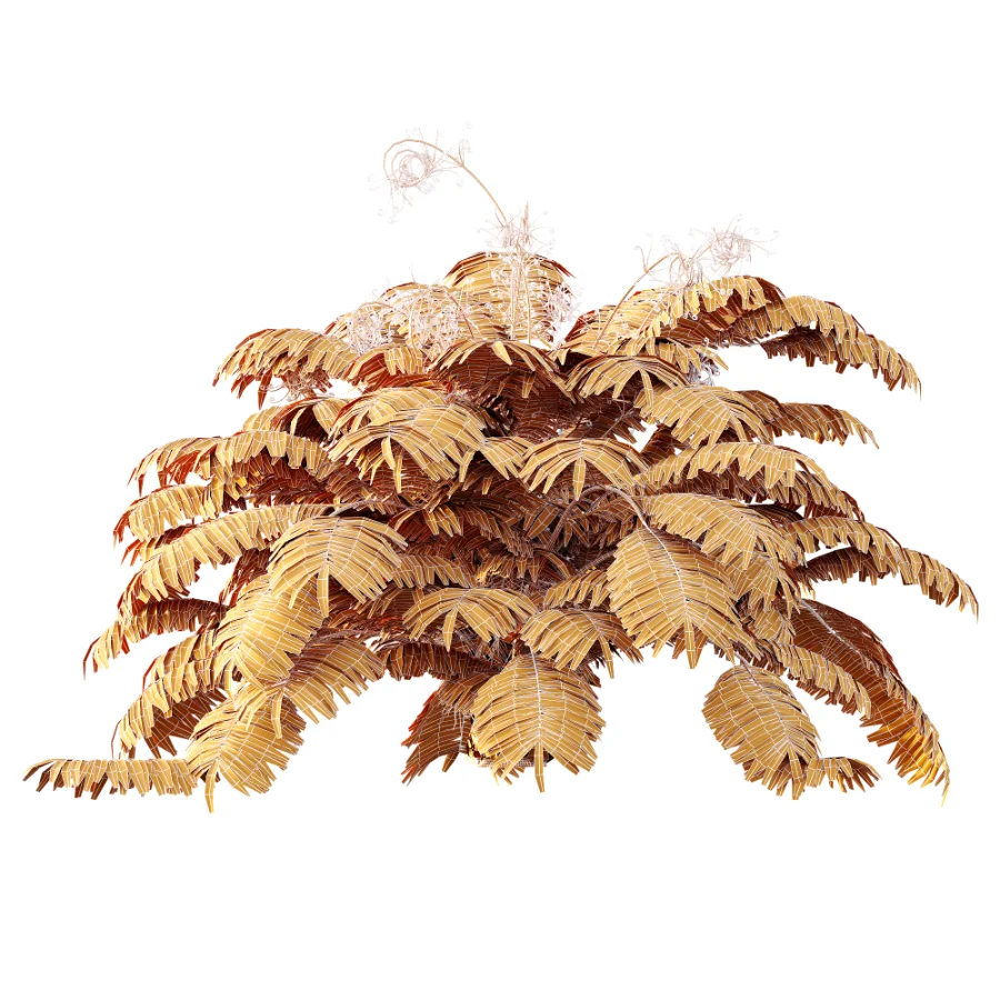 AV Plant Angiopteris Fokiensis Fern 6 Palm Bush 01 Image 11