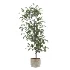 Ficus Benjamina Indoor Plant-set-023 - Thumbnail 2