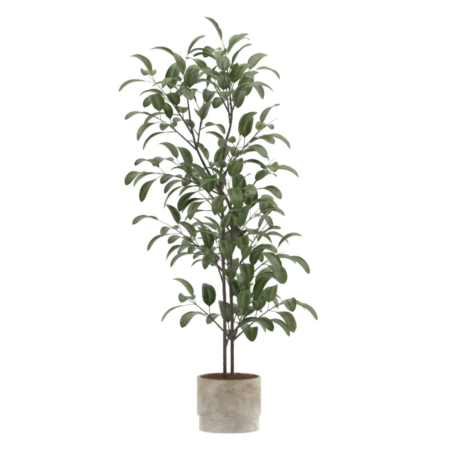 Ficus Benjamina Indoor Plant-set-023 Image 2