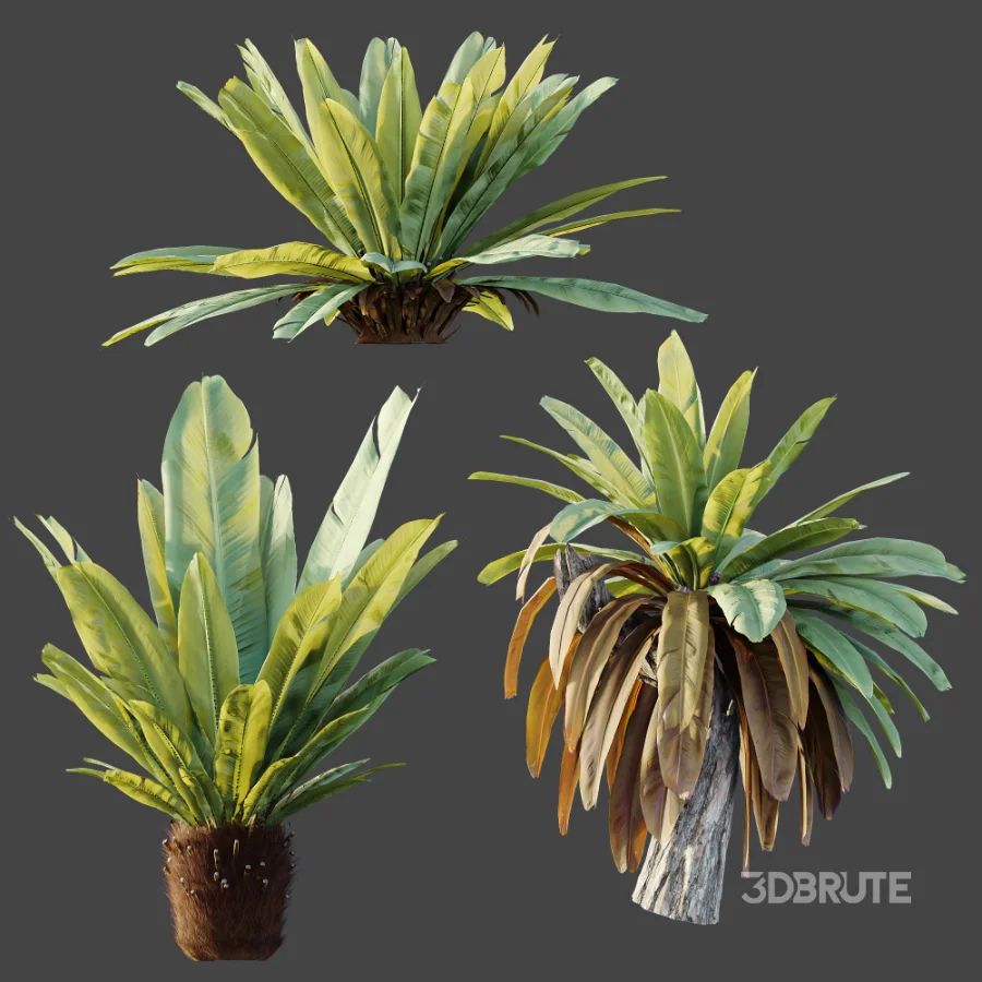 AV Plant Neottopteris Nidus 6 Palm Bush 01 Image 8