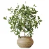 AV Indoor Plants Set 611 Banana Olive Briful Pachira Ficus Binnendijkii - Thumbnail 5
