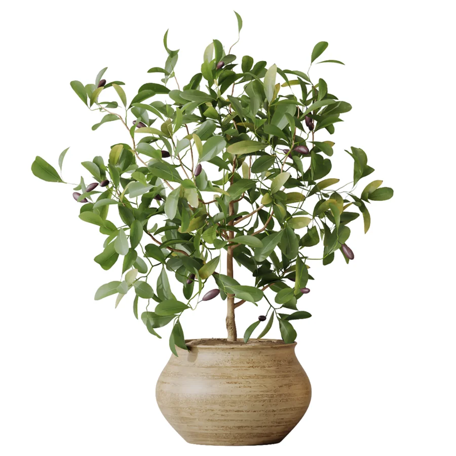 AV Indoor Plants Set 611 Banana Olive Briful Pachira Ficus Binnendijkii Image 5
