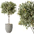 AV Indoor Plants Set 612 Ficus Aspidistra Palm Orange Calamondin Tree - Thumbnail 1