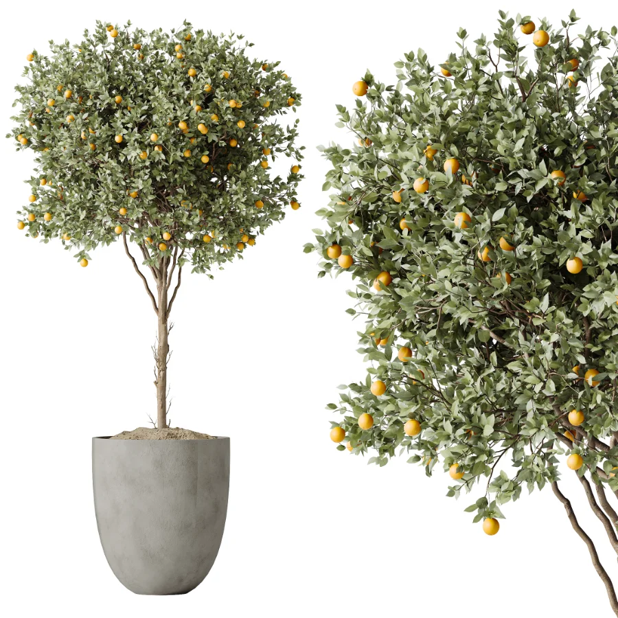 AV Indoor Plants Set 612 Ficus Aspidistra Palm Orange Calamondin Tree Image 1