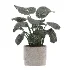 Ficus Benjamina- Monstera Plants-set027 - Thumbnail 2