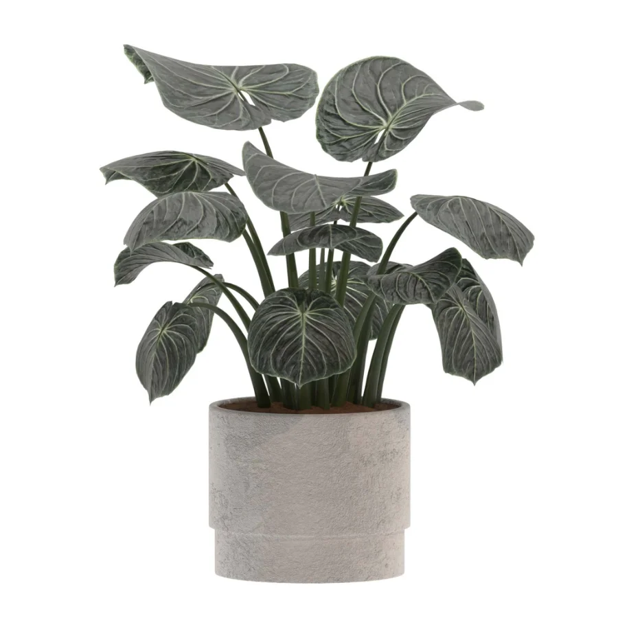 Ficus Benjamina- Monstera Plants-set027 Image 2