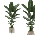 strelitzia-Nicolai-Ficus Benjamina-Plant-set-028 - Thumbnail 3