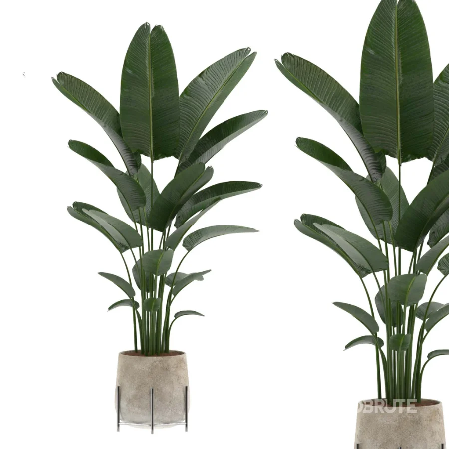 strelitzia-Nicolai-Ficus Benjamina-Plant-set-028 Image 3