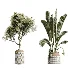 AV Indoor Plants Set 611 Banana Olive Briful Pachira Ficus Binnendijkii - Thumbnail 6