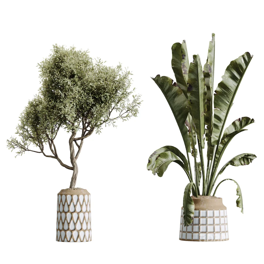 AV Indoor Plants Set 611 Banana Olive Briful Pachira Ficus Binnendijkii Image 6