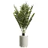 AV Indoor Plants Set 604 Banana Cyara Areca Palm Ficus microcarpa Olive - Thumbnail 2