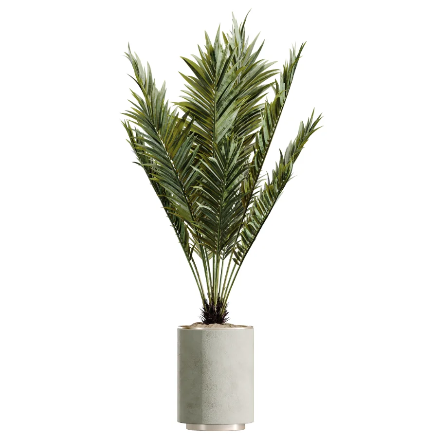 AV Indoor Plants Set 604 Banana Cyara Areca Palm Ficus microcarpa Olive Image 2
