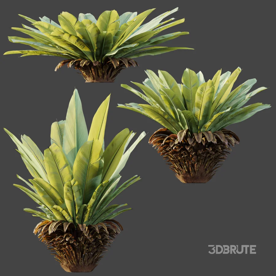 AV Plant Neottopteris Nidus 6 Palm Bush 01 Image 7
