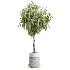 AV Indoor Plants Set 611 Banana Olive Briful Pachira Ficus Binnendijkii - Thumbnail 4