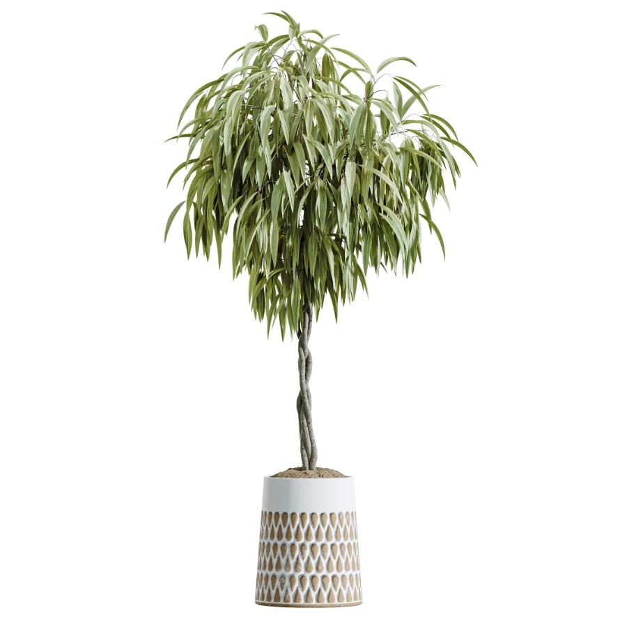 AV Indoor Plants Set 611 Banana Olive Briful Pachira Ficus Binnendijkii Image 4