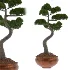 Pine Bonsai Tree-set-003 - Thumbnail 2