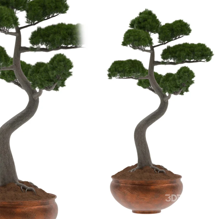 Pine Bonsai Tree-set-003 Image 2