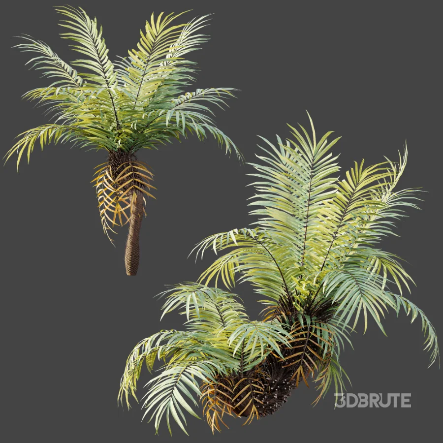 AV Plant Brainea Insignis Fern Palm Tree 02 Image 1