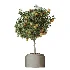 AV Indoor Plants Set 608 Orange Bird Of Paradise Palm Olive - Thumbnail 4