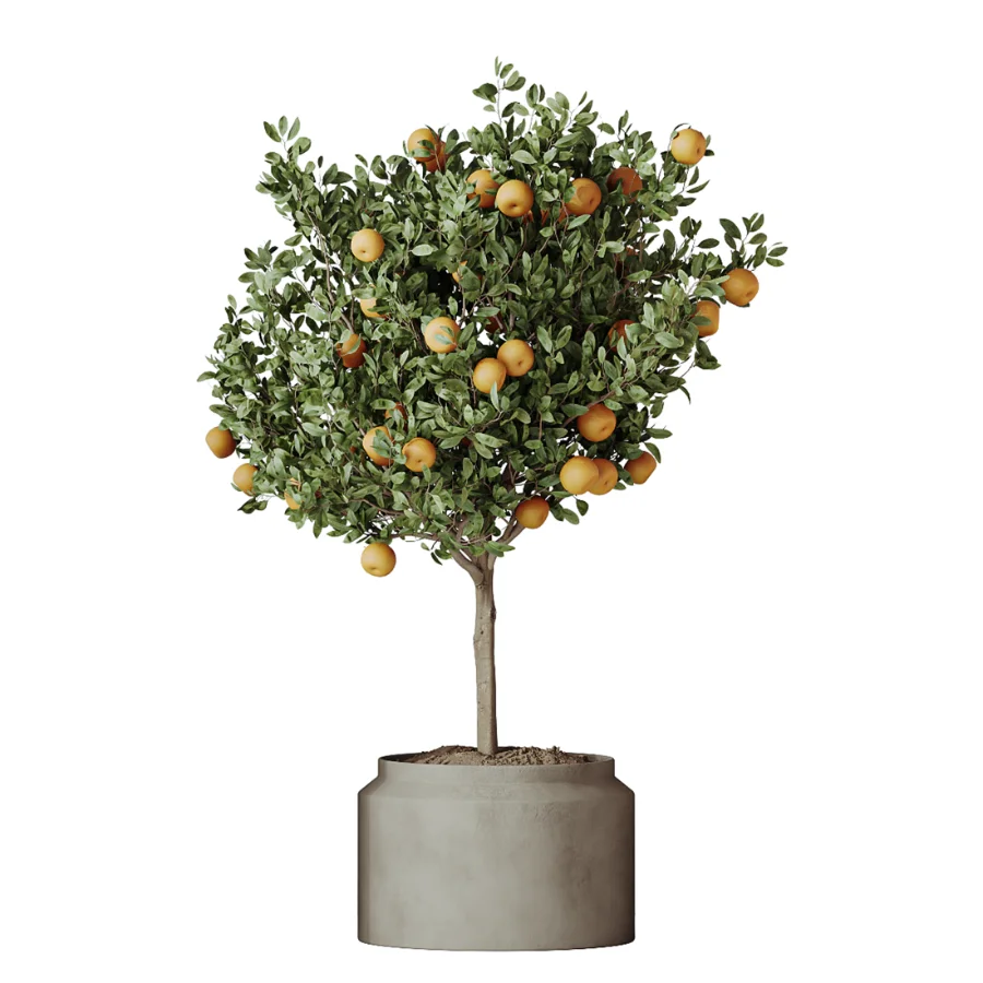 AV Indoor Plants Set 608 Orange Bird Of Paradise Palm Olive Image 4