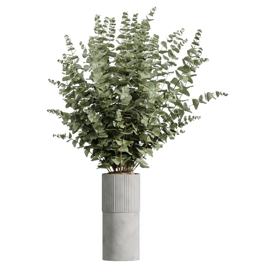 AV Indoor Plants Set 618 Chemlali Olive Areca Palm Eucalyptus Bouquet Bird Of Paradise Image 4