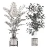 strelitzia-Nicolai-Ficus Benjamina-Plant-set-028 - Thumbnail 1