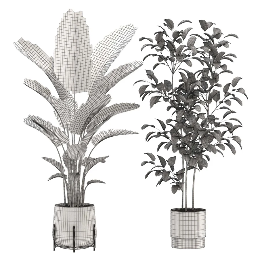 strelitzia-Nicolai-Ficus Benjamina-Plant-set-028 Image 1
