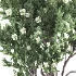 Whisper Bloom Myrtle 060 - Thumbnail 6