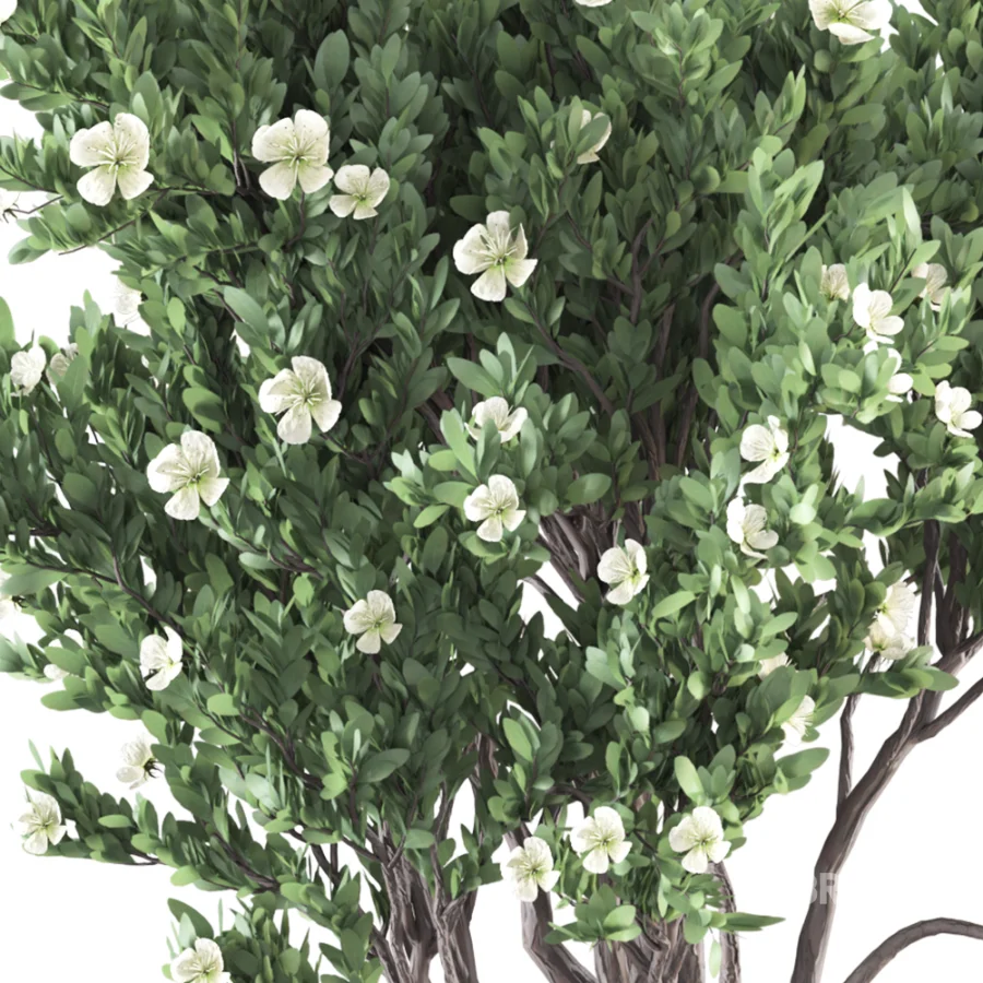 Whisper Bloom Myrtle 060 Image 6
