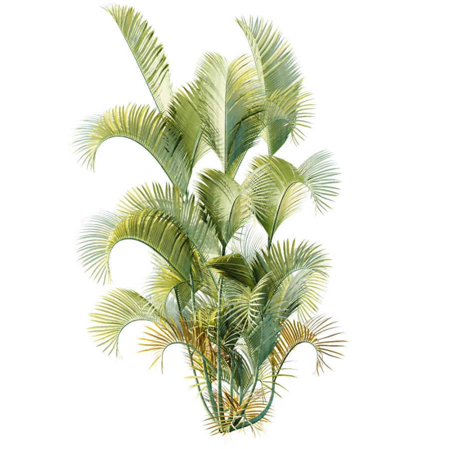 AV Plant Chrysalidocarpus Lutescens Palm Bush 01 Image 2