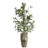 AV Indoor Plants Set 614 Olive Areca Palm Ficus microcarpa Cunjevoi Alocasia - Thumbnail 1